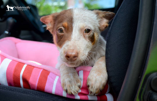 Puppy Passenger