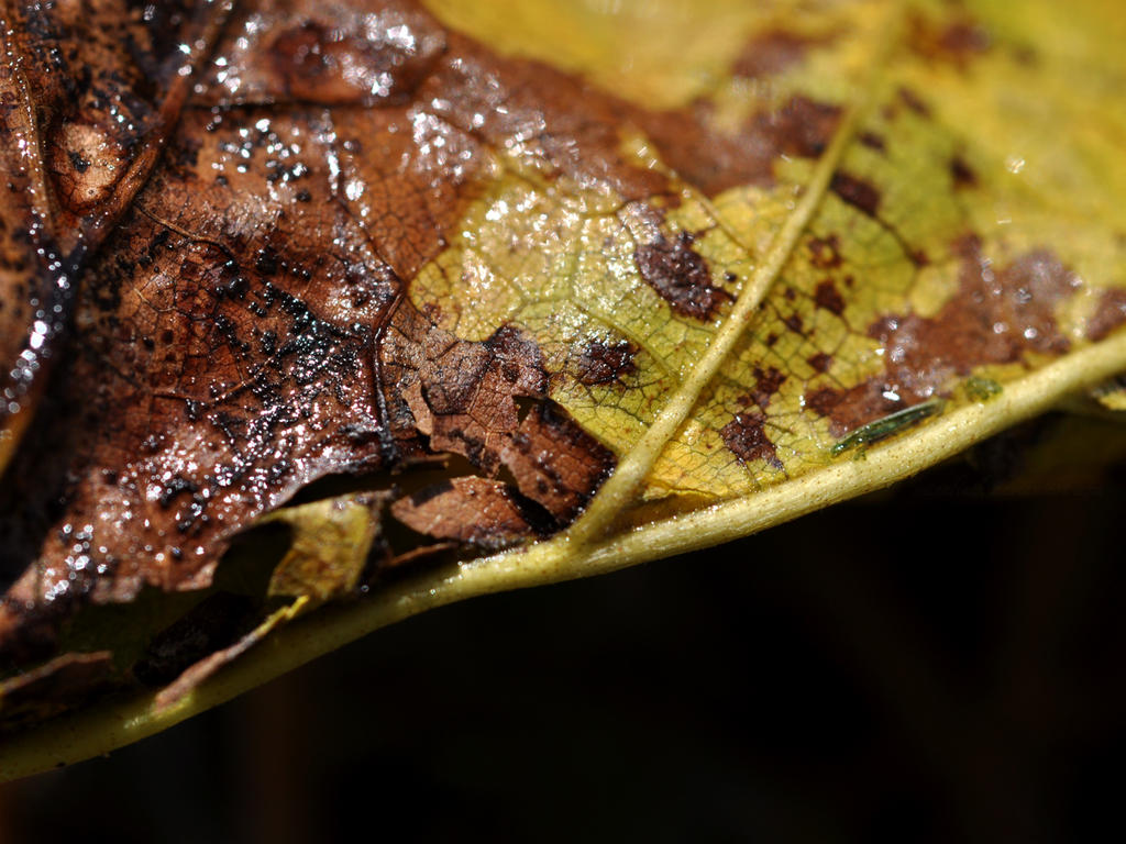 The Story of a Dying Leaf