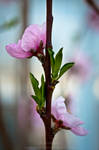 Nectarine Tree Flower by Suinaliath