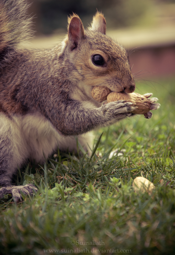 SquirrelFriend - Mouseface