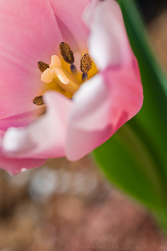 Mom's Tulips 01