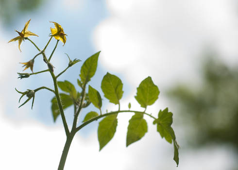 Tomato Flower