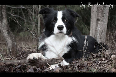 Autumn border collie