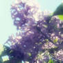 Lilacs 1