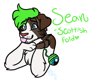 Sean the Scottish Fold (Mewtubers)