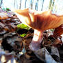 Shroom Toadstool