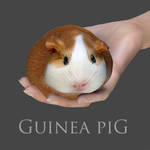 Guinea Pig by adamthwaites