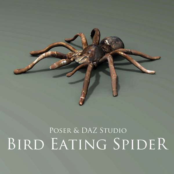 Bird Eating Spider