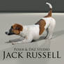 FREE Jack Russell for Poser and DAZ Studio