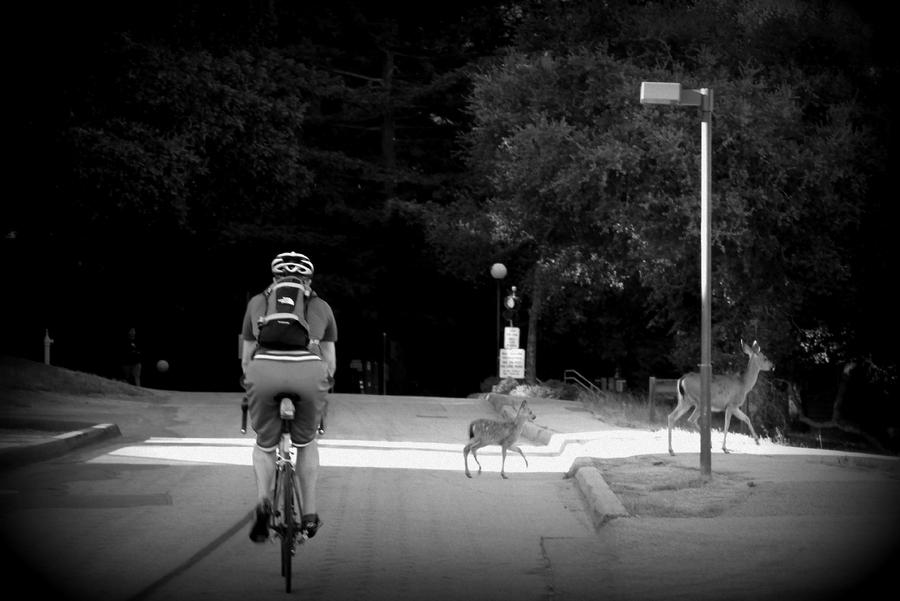 Deer crossing sign by DracoAwesomeness on DeviantArt Deer crossing sign by DracoAwesomeness on DeviantArt