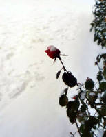 Winter Rose