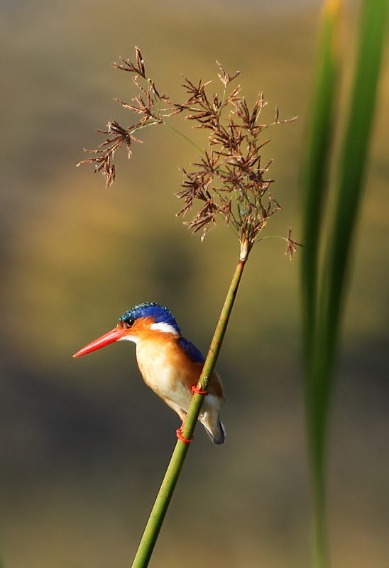 Malachite Kingfisher