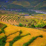 Rice fields of Sapa