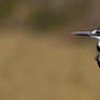 Kingfisher searching