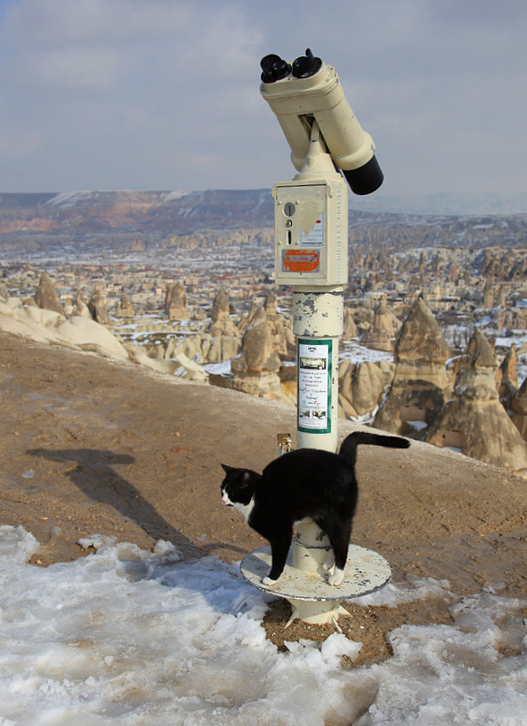 Cappadocia under the snow - X : Cat watching