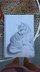 kitten sketch