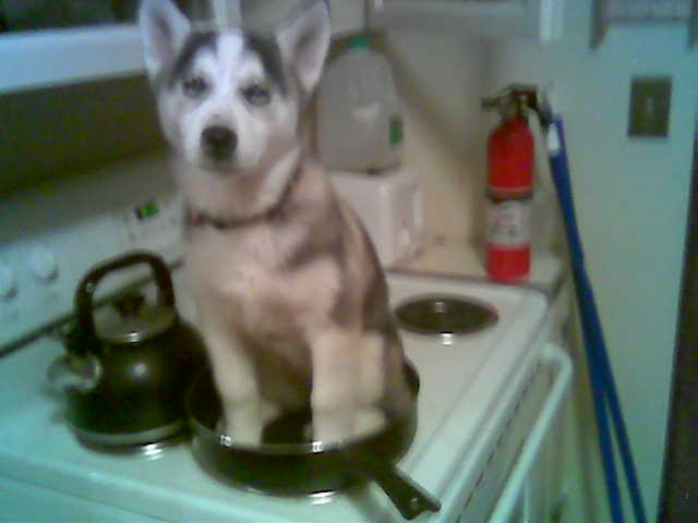 Dog In A Frying Pan