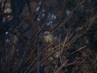 House Sparrow