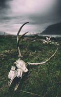 Deer-skulls