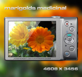 Marigolds Medicinal