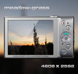 Meadow-grass