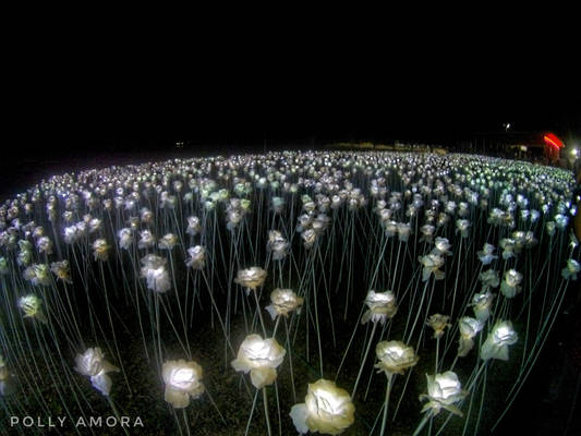 10,000 Roses at Night