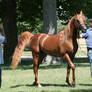 Chestnut Arabian 6