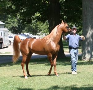 Chestnut Arabian 9