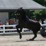 Friesian Rearing