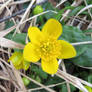 Marsh Marigold