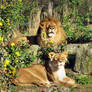 Pair Of Lions