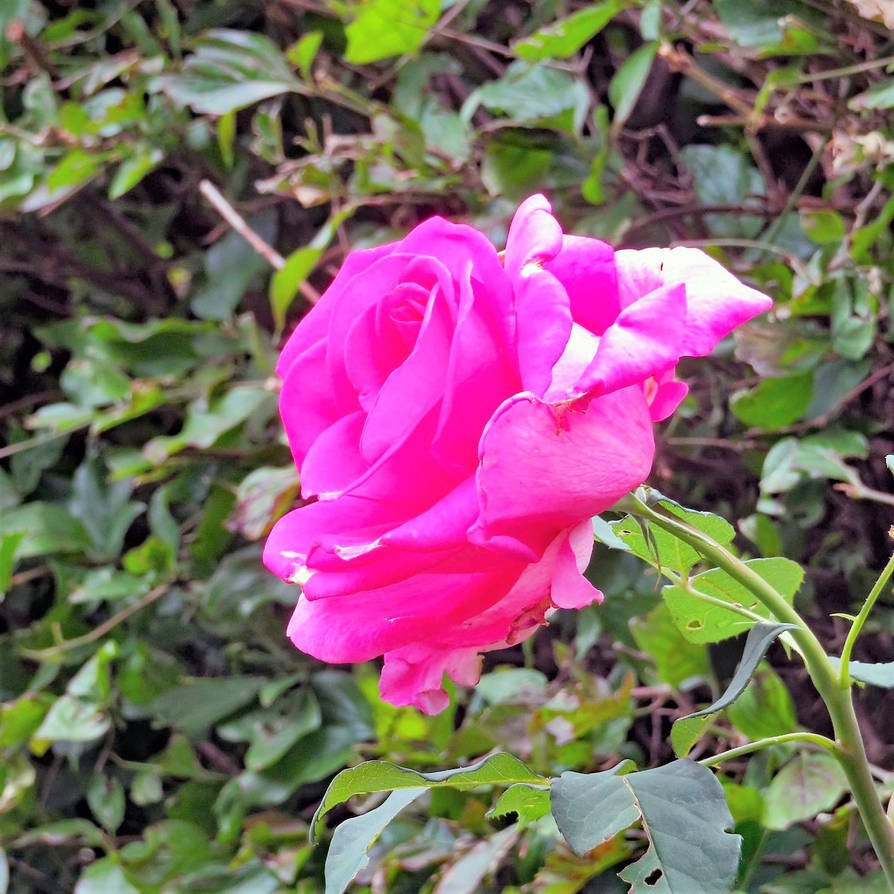 Purple Rose by HowellJenkinsSama on DeviantArt