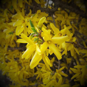 Forsythia -1-