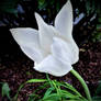 White Tulip -2-