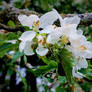 Cherry Blossoms After The Rain -2-