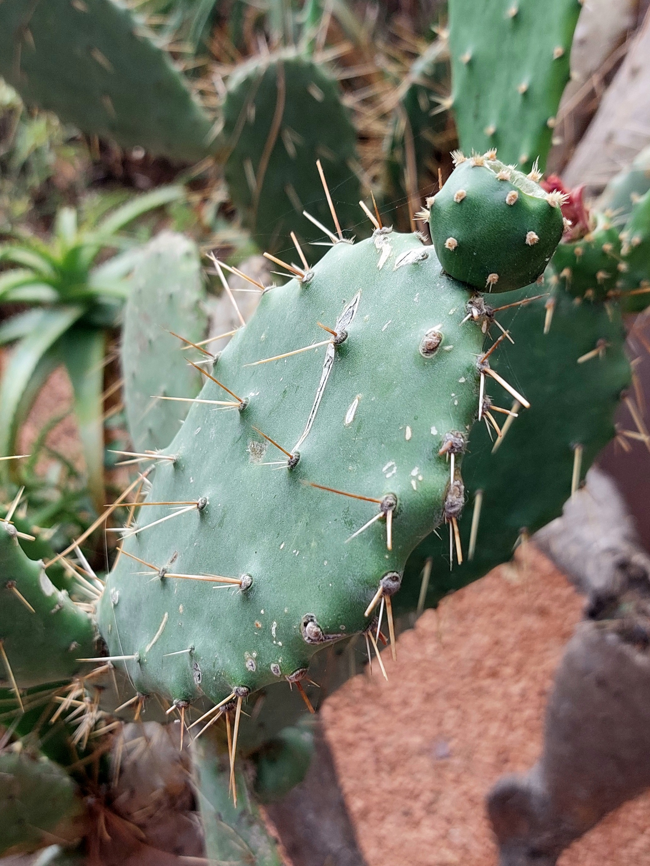 Prickly Prickly Prickly by HowellJenkinsSama on DeviantArt Prickly Prickly Prickly by HowellJenkinsSama on DeviantArt