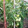 Green Tomatos -1-