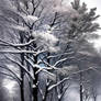Winter Trees -3-