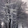 Winter Trees -5-