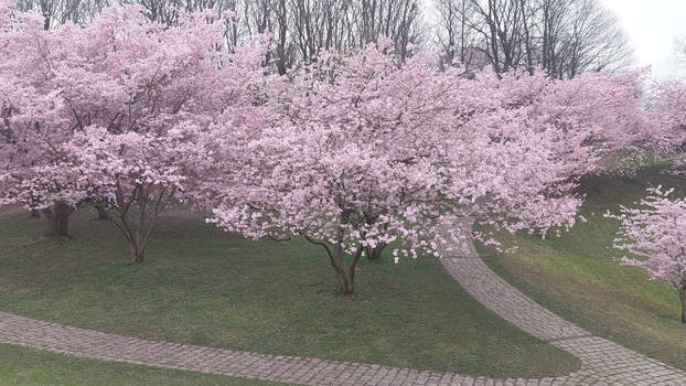 Blooming Cherry Trees -2-