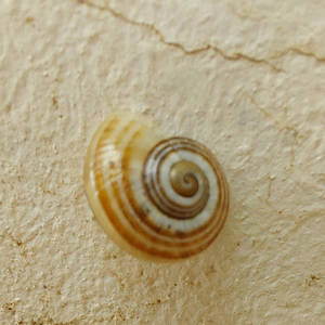 Smal Snail