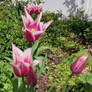 Tulips -1-