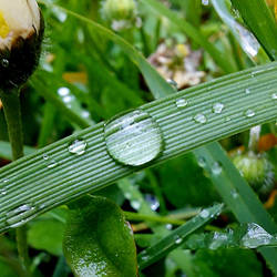 Waterdrops On Grass -2-