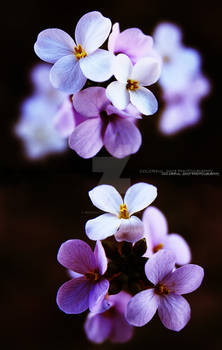 Rain Flowers