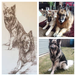 German Shepherds