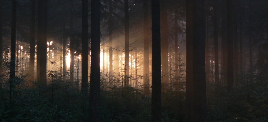 Rays of light