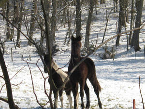 Chilly Filly's