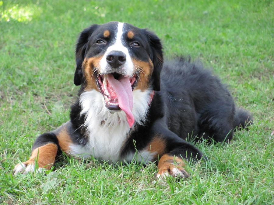 Bouvier Bernois By Vixci On Deviantart Bouvier Bernois By Vixci On Deviantart