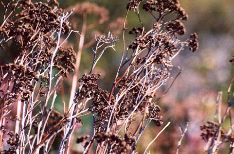 Wayward Weeds