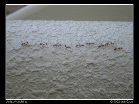 Ants Marching